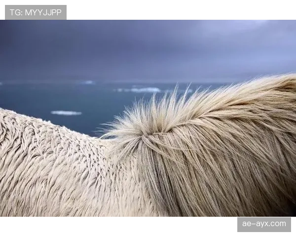 海伦芬新星闪耀赛场，强势崛起续写冰岛足球传奇